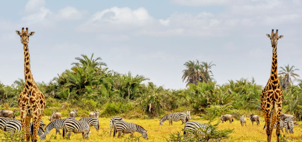 Circuit Découverte du Kenya, de la Savane à l'Océan Indien en 7 nuits, Combiné Kenya par Ôvoyages Circuit Découverte du Kenya, de la Savane à l'Océan Indien en 7 nuits, Combiné Kenya par Ôvoyages