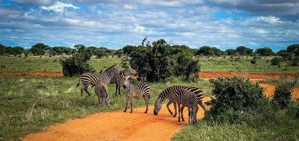 Circuit Découverte du Kenya, de la Savane à l'Océan Indien en 7 nuits, Combiné Kenya par Ôvoyages Circuit Découverte du Kenya, de la Savane à l'Océan Indien en 7 nuits, Combiné Kenya par Ôvoyages