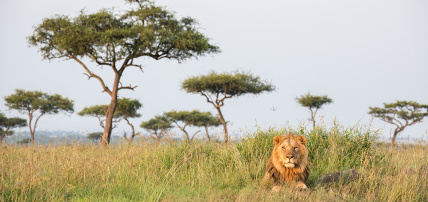 Combiné Circuit Masai Mara, Naivasha, Amboseli & Tsavo + Ôclub Select Diamonds Malindi 5*, Circuit Kenya par Ôvoyages Combiné Circuit Masai Mara, Naivasha, Amboseli & Tsavo + Ôclub Select Diamonds Malindi 5*, Circuit Kenya par Ôvoyages